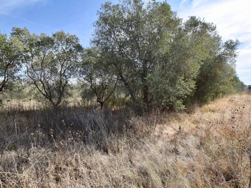 Rustico / casale a Campiglia marittima - Foto 5
