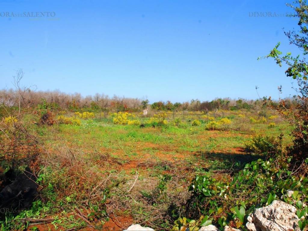 Terreno a Presicce-acquarica in Strada Comunale Sierro Loreto - Foto 4
