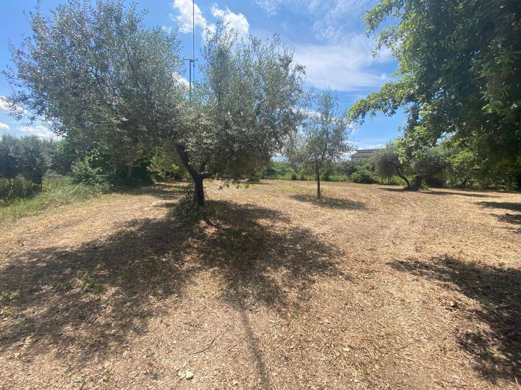 Terreno a Cepagatti in Via Querceto - Foto 4