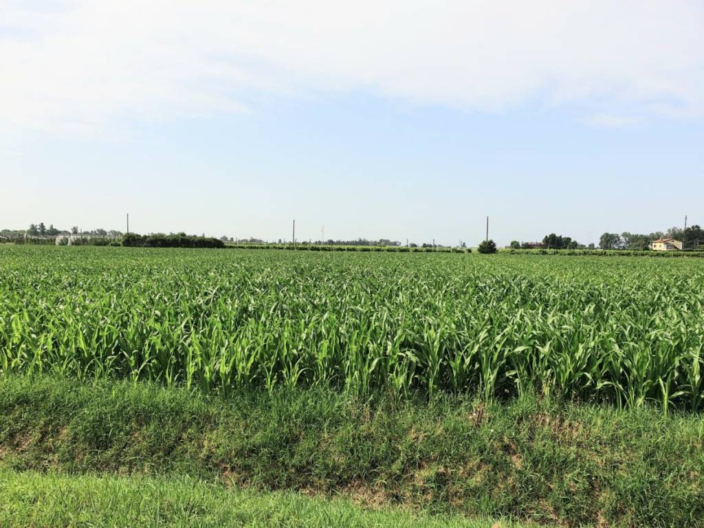 Rustico / casale a Bomporto in VIA BORSARA - Foto 3