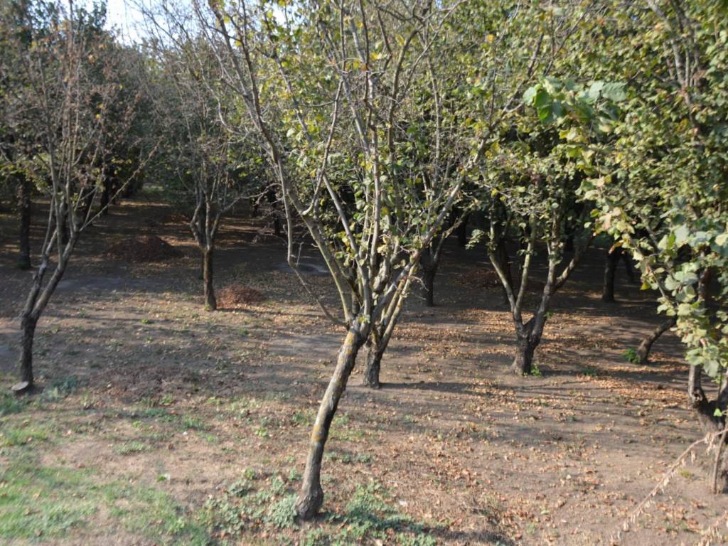 Terreno a Santa lucia di serino in Via Sottotenente Mariconda - Foto 5