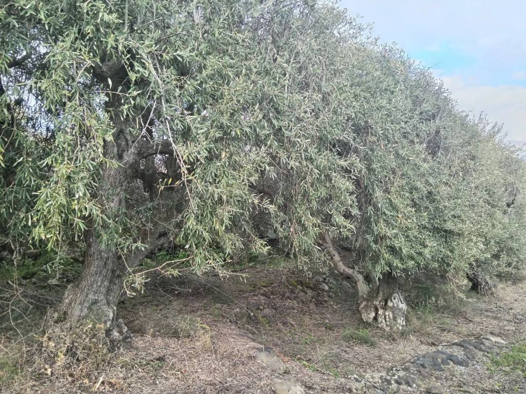 Terreno a Biancavilla in Via Della Montagna S.N.C. - Foto 2