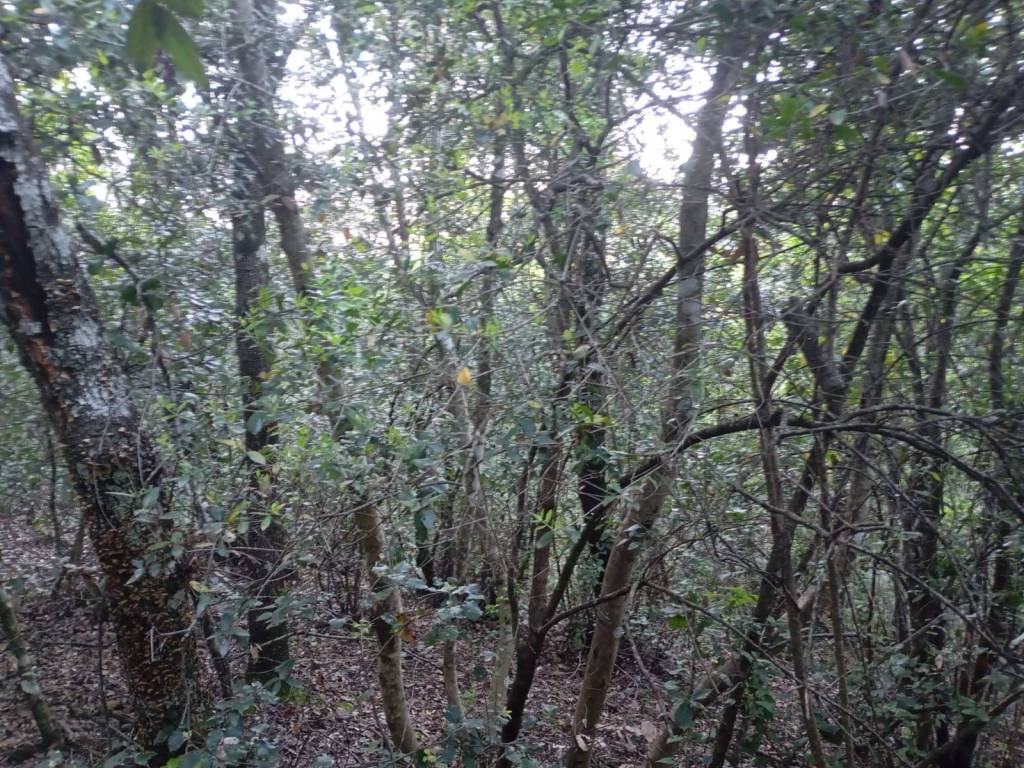 Terreno a Panicale in Via Montali - Foto 4