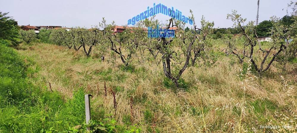 Terreno a Monsummano terme - Foto 3