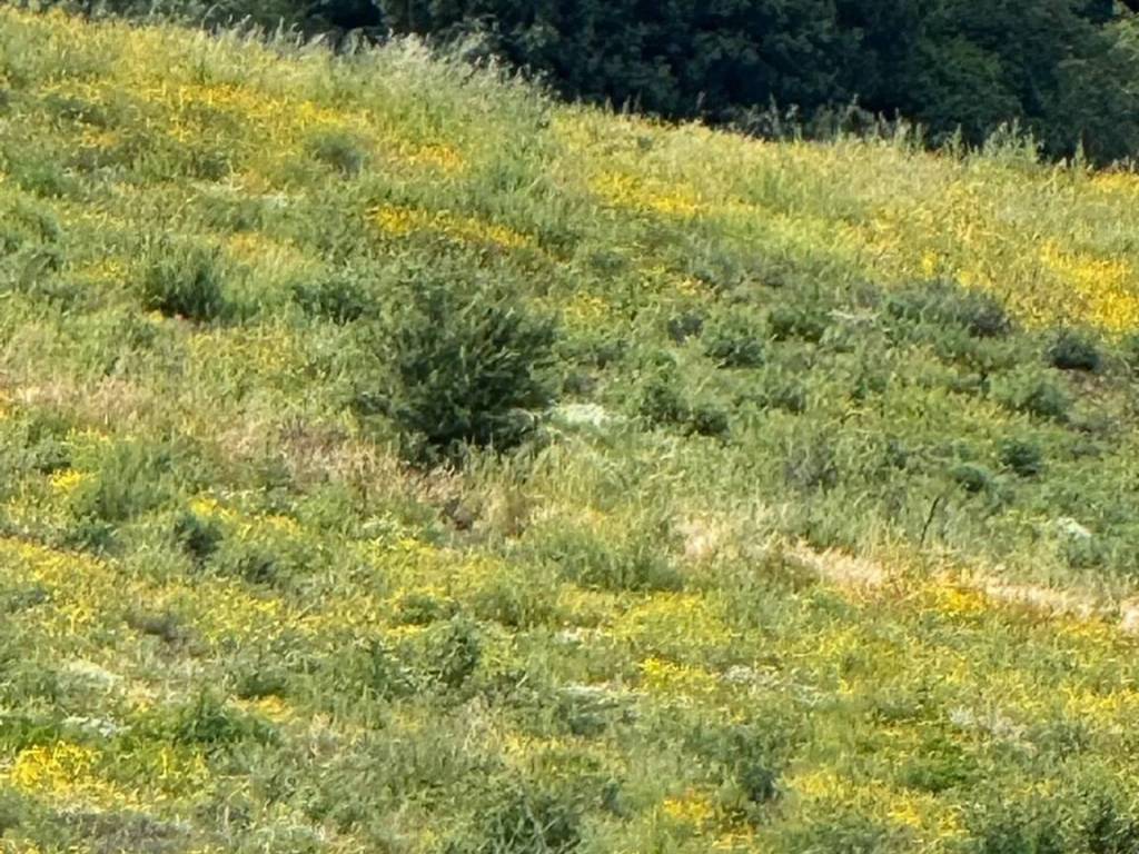 Terreno a Monterosi in Via Fonte Termini S.N.C. - Foto 4