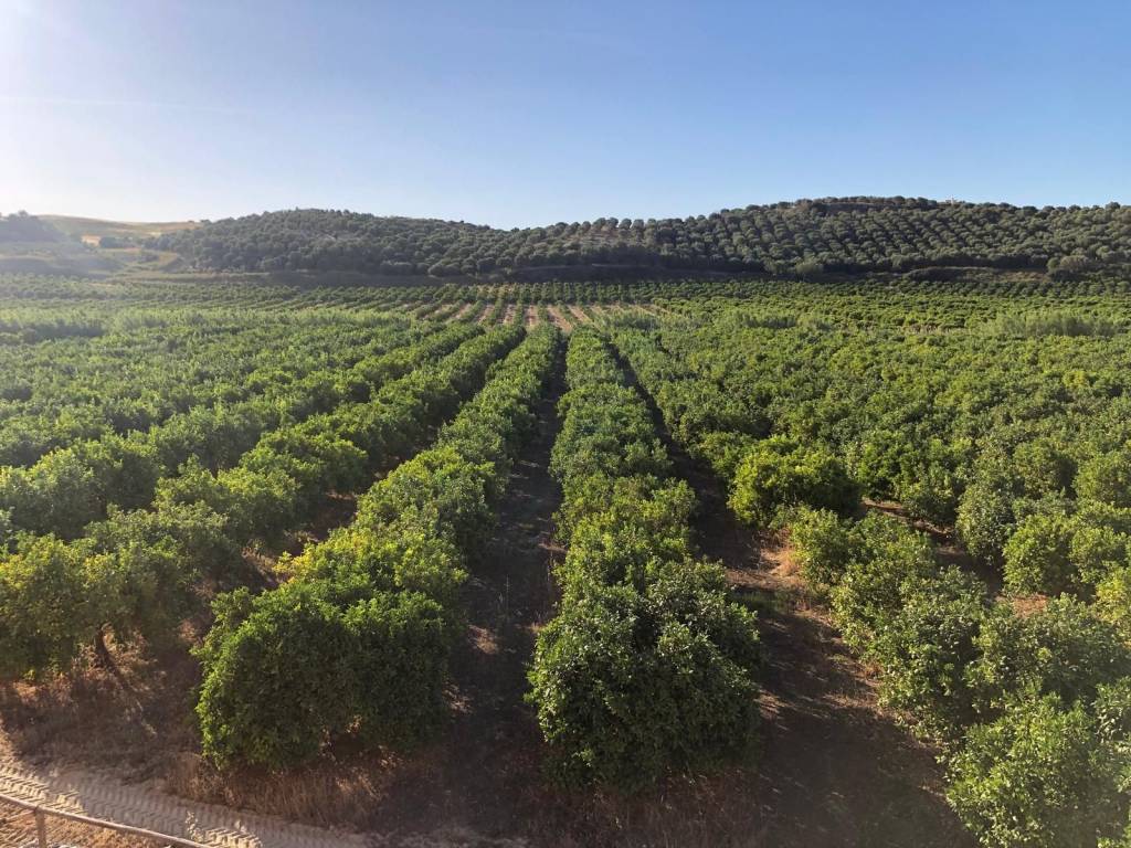 Terreno a Crotone in Via delle Dalie - Foto 4
