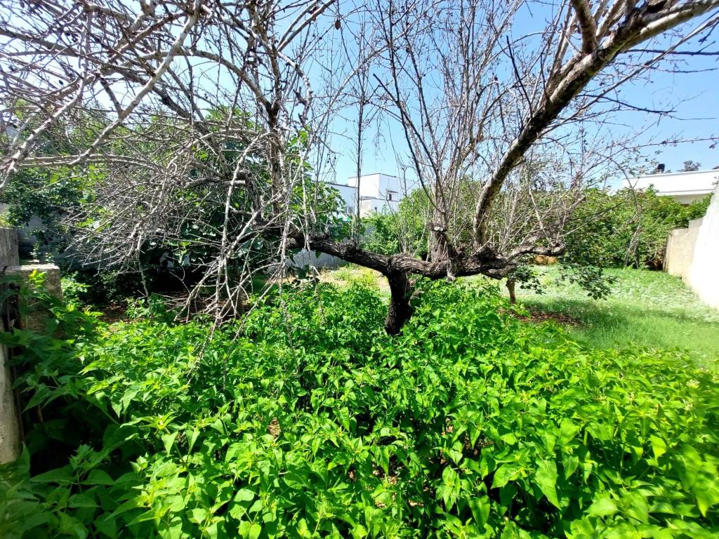 Terreno a Montesano salentino in Via Giuseppe Pisanelli - Foto 3