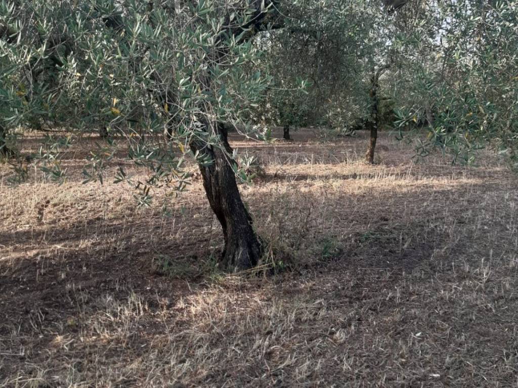 Terreno a Formia in Via Ponteritto, 61 - Foto 3