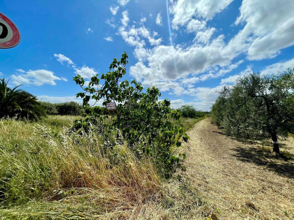 Terreno a Barletta - Foto 4