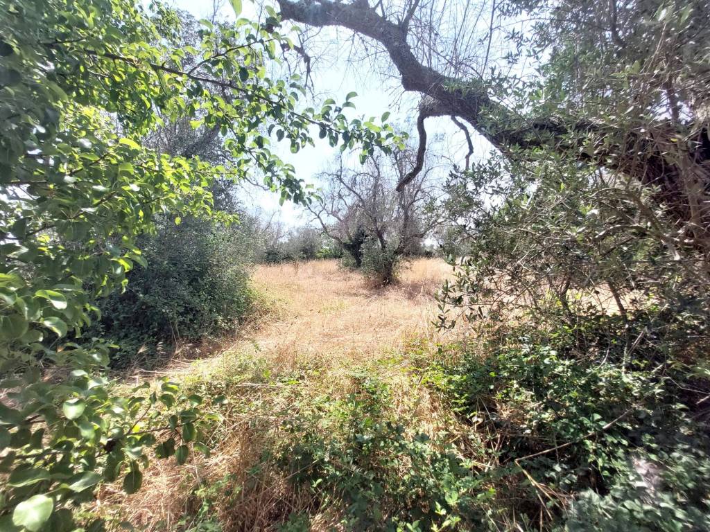 Terreno a Montesano salentino in SS275 - Foto 5