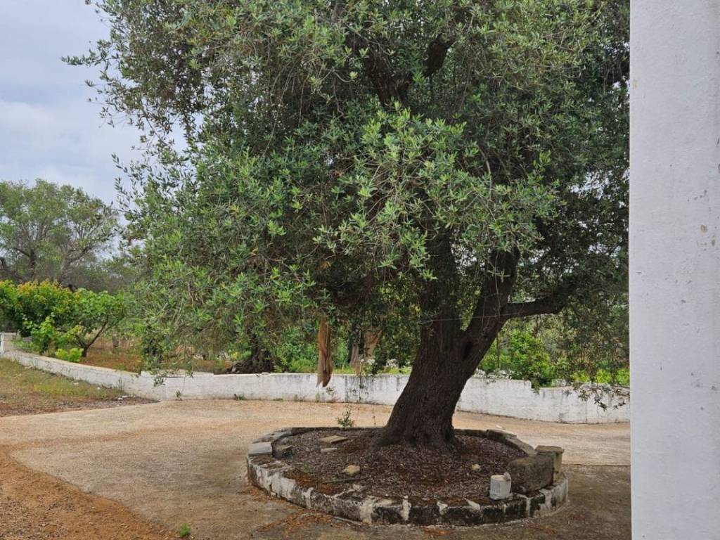 Terreno a Ostuni in Contrada Badessa - Foto 2