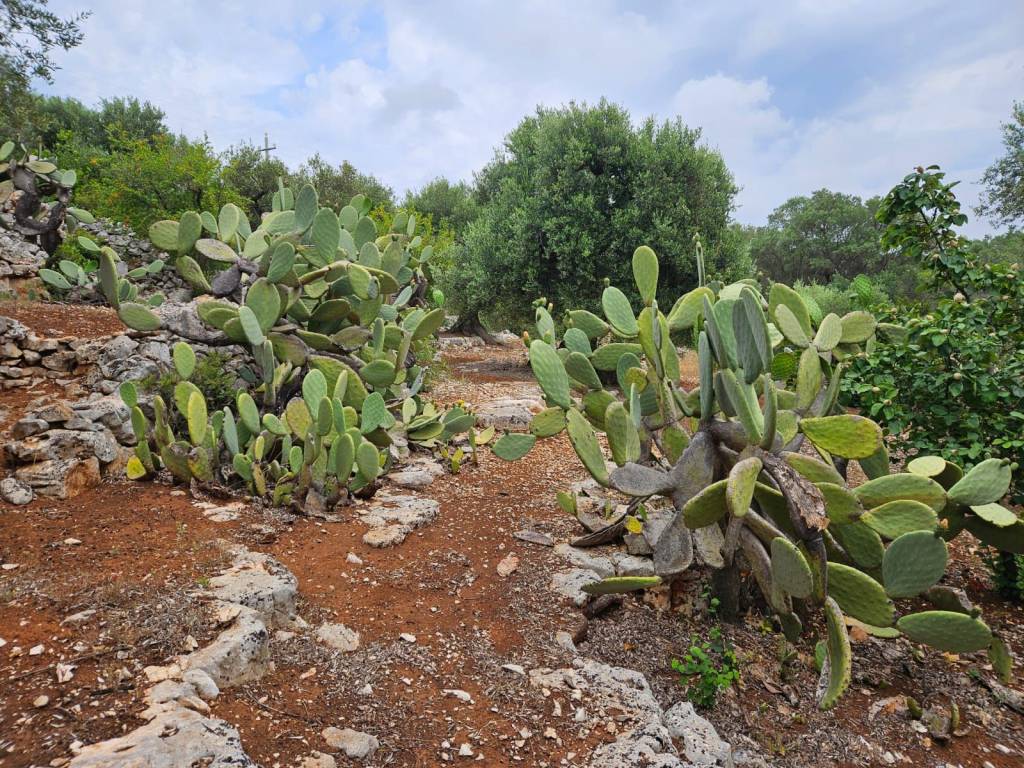 Terreno a Ostuni in Contrada Badessa - Foto 3