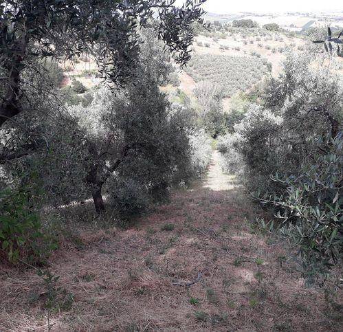 Terreno a Mombaroccio in Via Villagrande - Foto 3