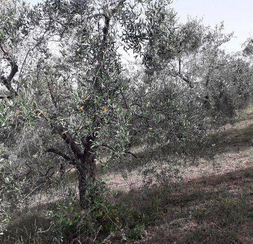 Terreno a Mombaroccio in Via Villagrande - Foto 4