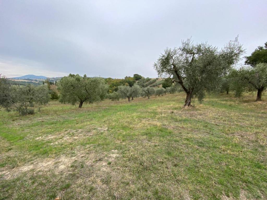 Terreno a Lugnano in teverina - Foto 4