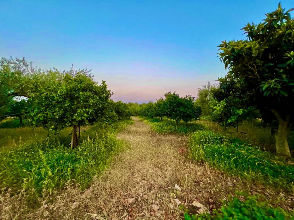 Terreno a Noto in Strada Provinciale Favarotta-Ritillini - Foto 2