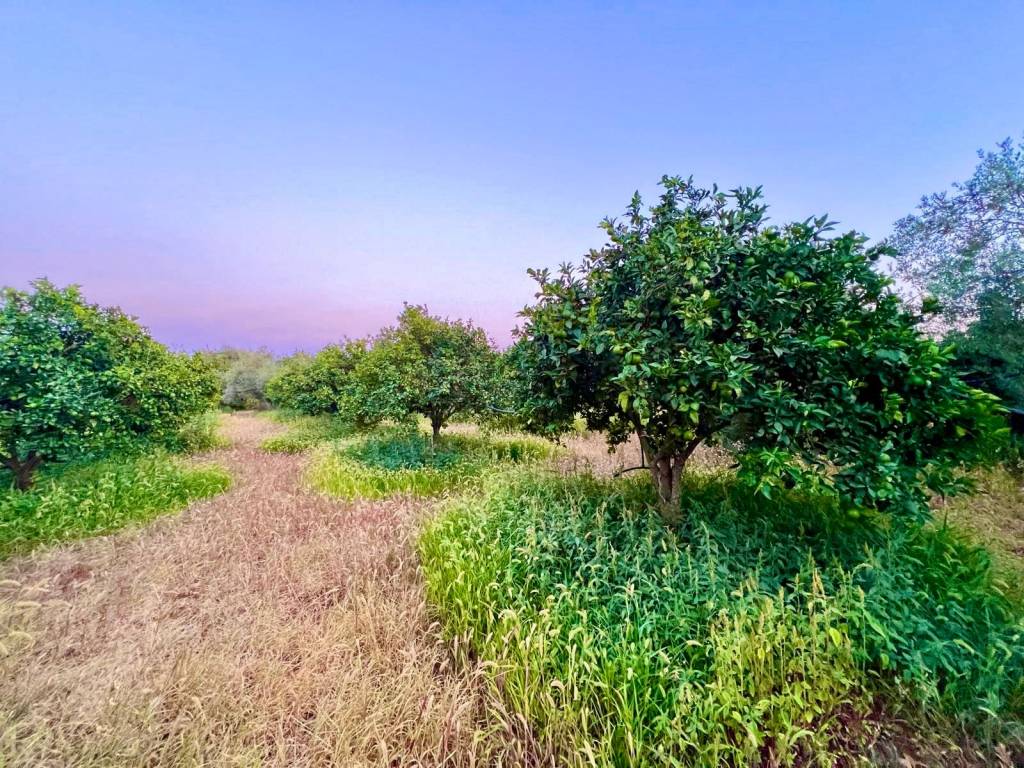 Terreno a Noto in Strada Provinciale Favarotta-Ritillini - Foto 5