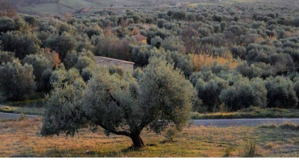 Casa indipendente a Semproniano in Strada Provinciale di Fibbianello - Foto 3