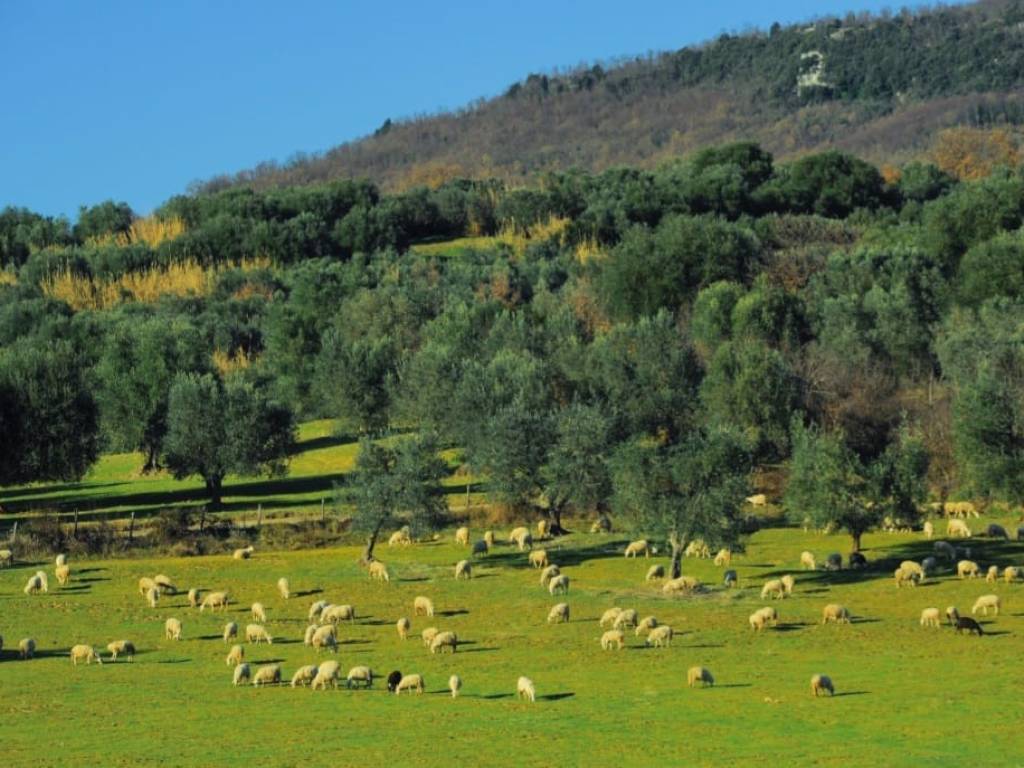 Casa indipendente a Semproniano in Strada Provinciale di Fibbianello - Foto 5