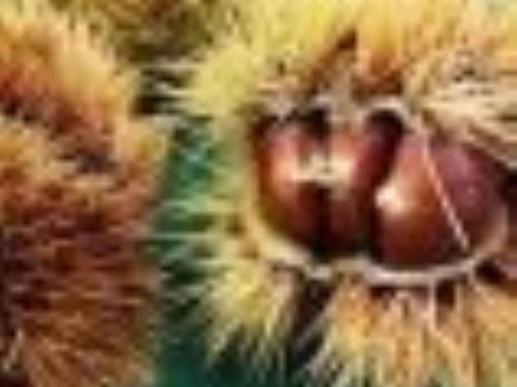 Terreno a Corchiano in Strada Consortile Liano - Foto 3