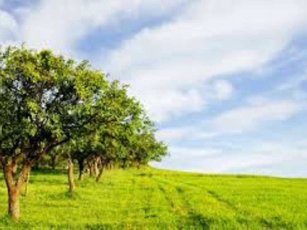 Terreno a Corchiano in Strada Consortile Liano - Foto 5