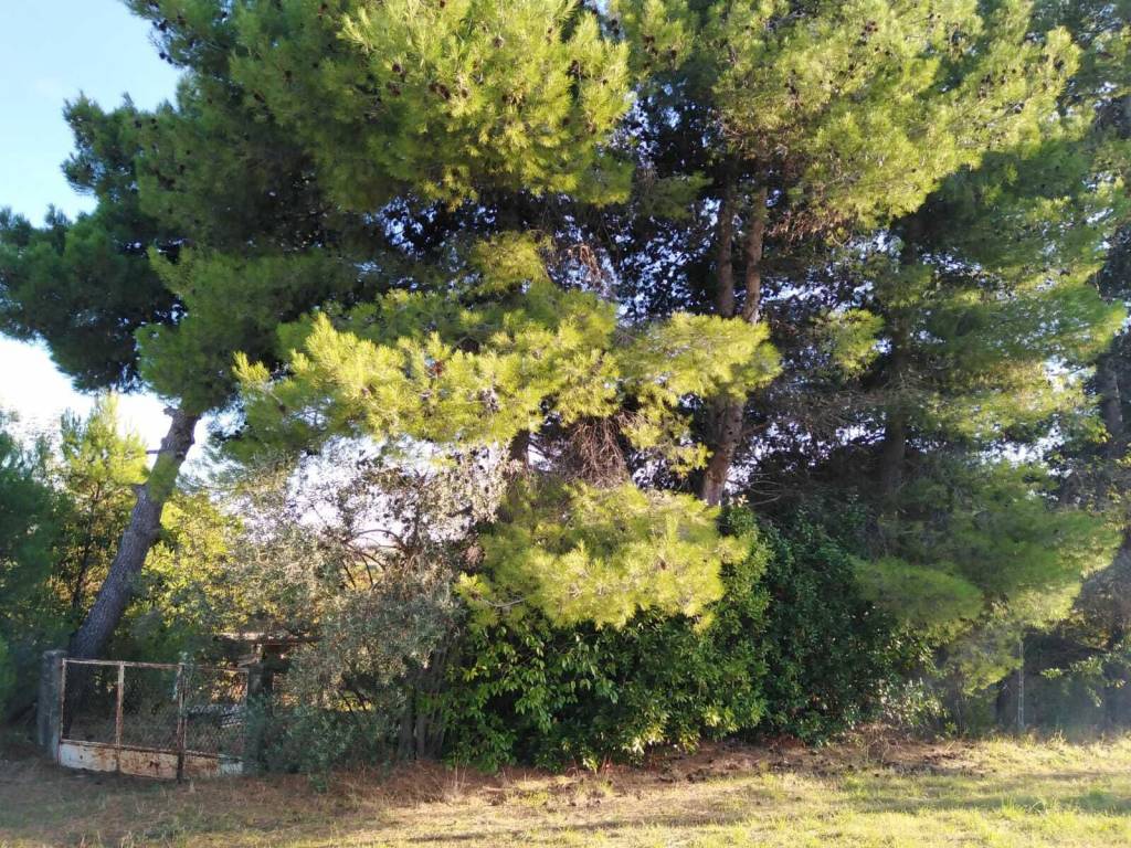 Rustico / casale a Corropoli - Foto 2