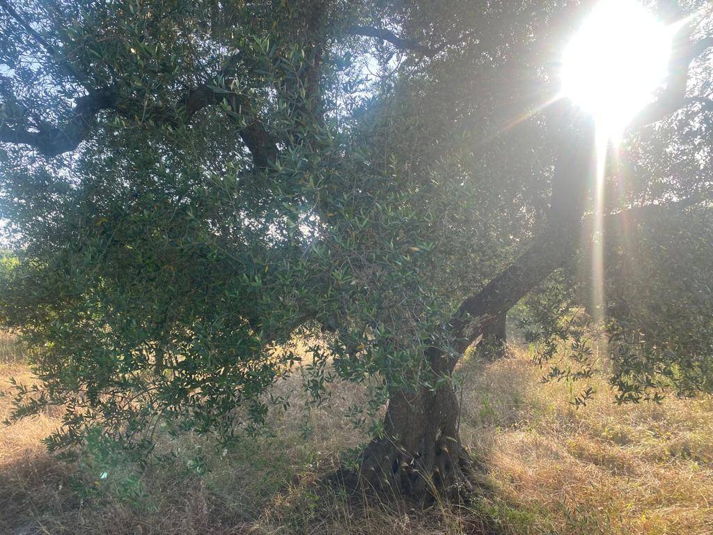 Rustico / casale a Ceglie messapica in contrada Circiello - Foto 5
