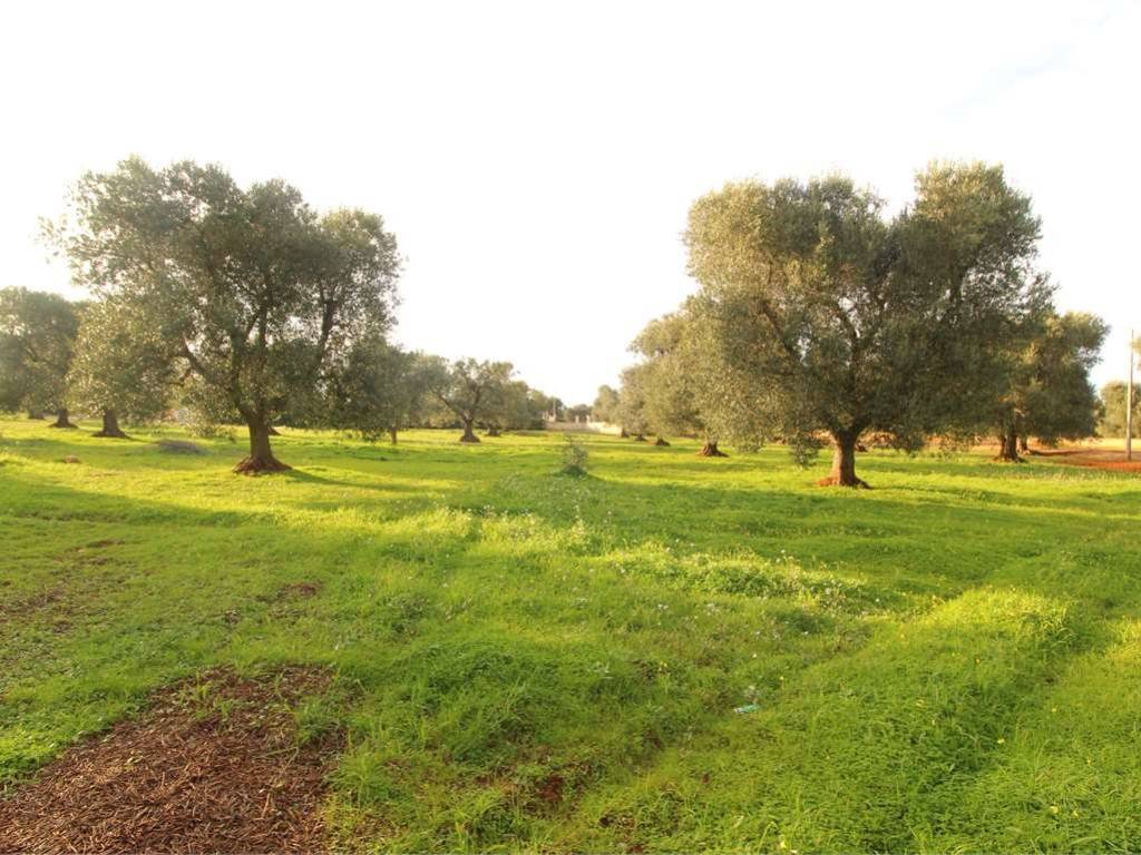Terreno a Carovigno - Foto 5