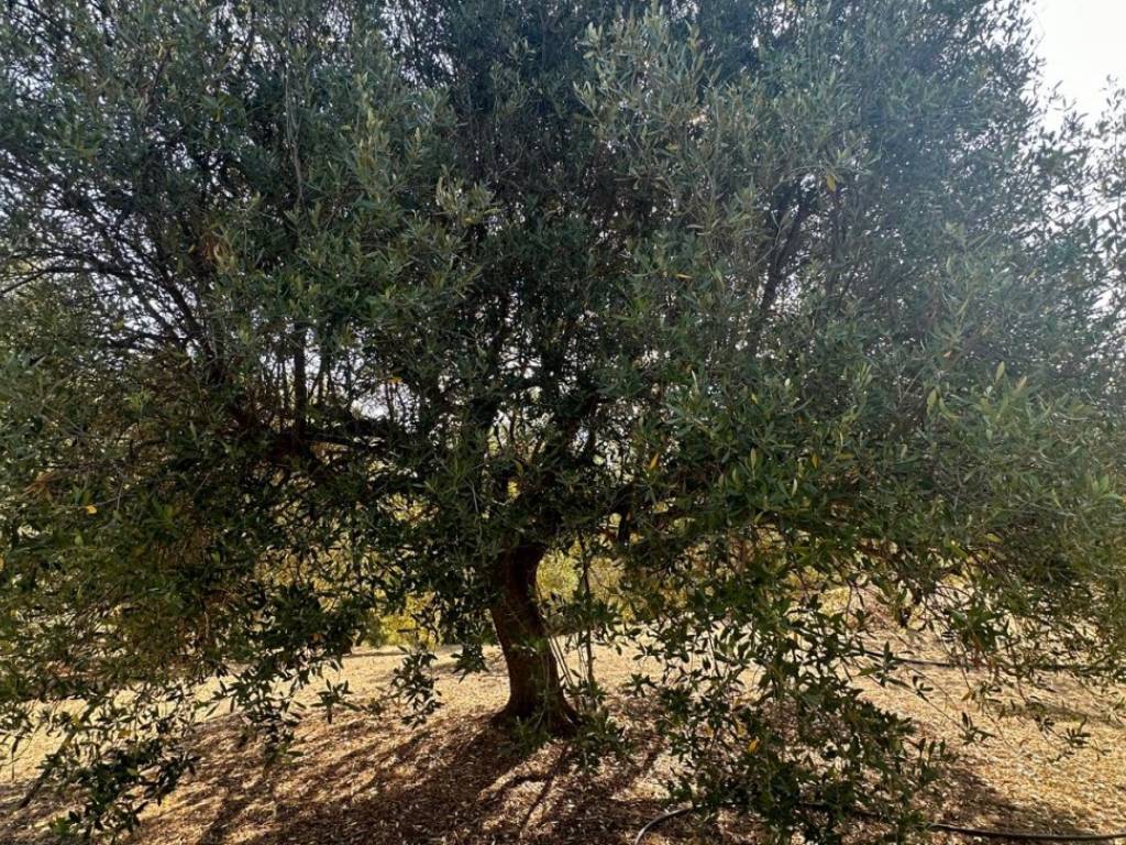 Terreno a Melito di porto salvo in Giachindi-Placanica - Foto 3