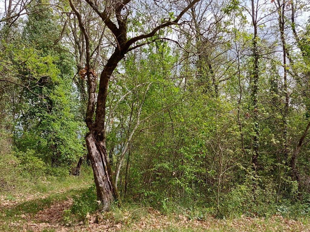 Terreno a Fornelli in C.da Venditti - Foto 2