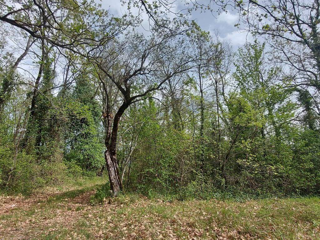Terreno a Fornelli in C.da Venditti - Foto 3