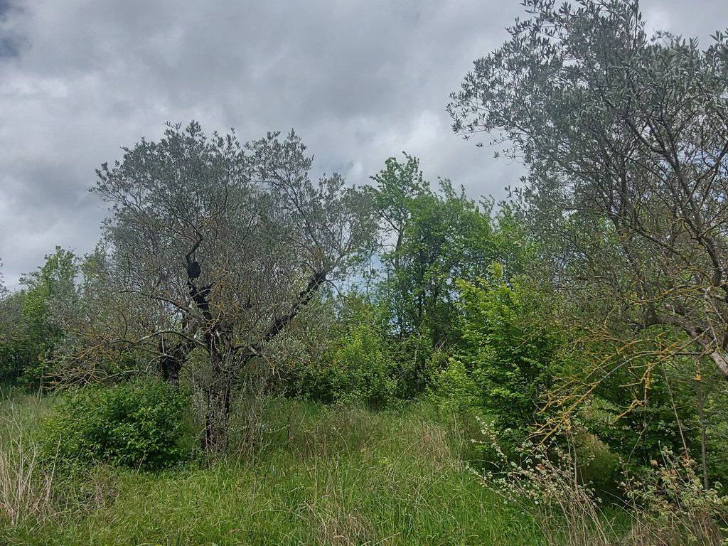 Terreno a Fornelli in C.da Madonna delle Grazie - Foto 2