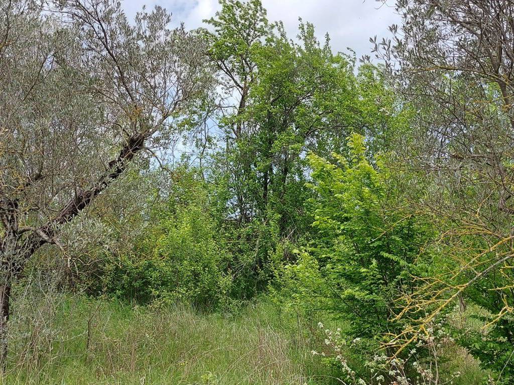 Terreno a Fornelli in C.da Madonna delle Grazie - Foto 3