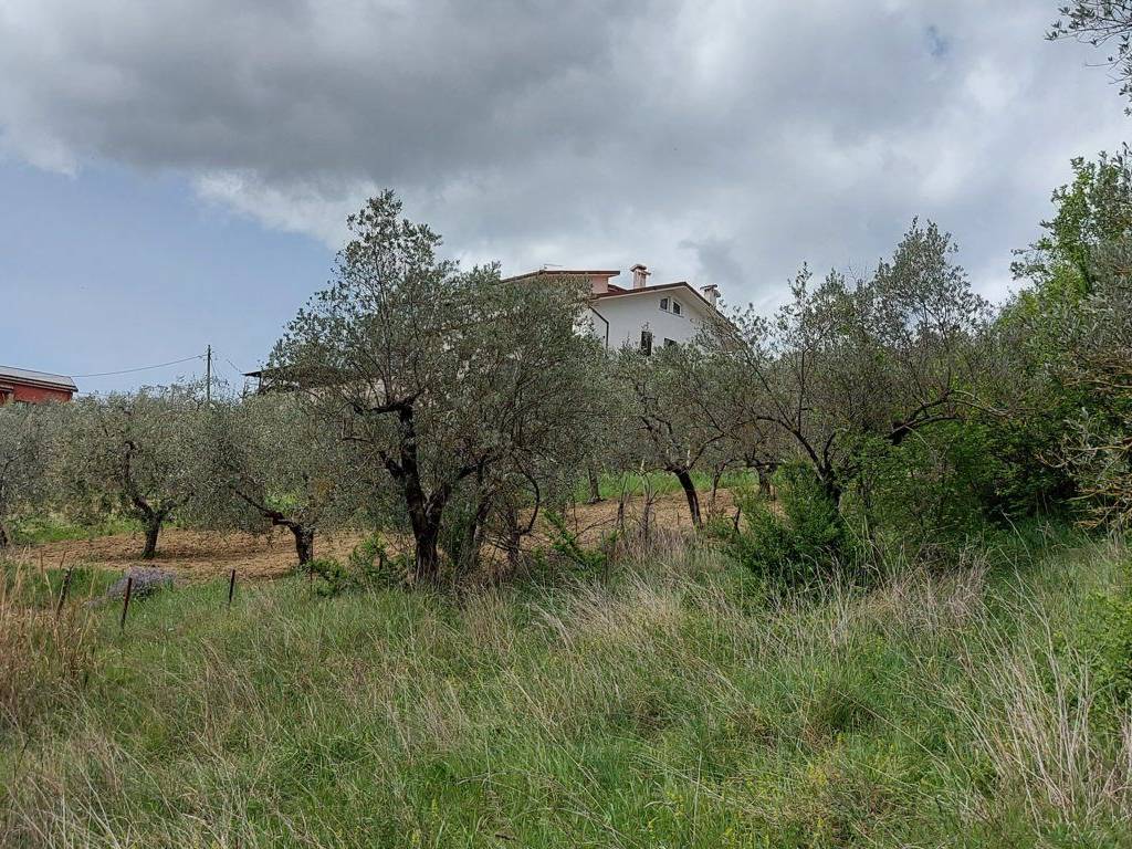 Terreno a Fornelli in C.da Madonna delle Grazie - Foto 5