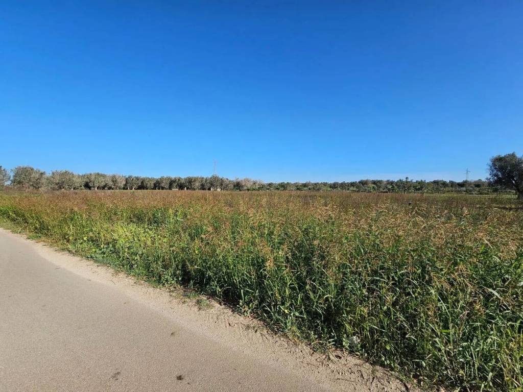 Terreno a Mesagne - Foto 3