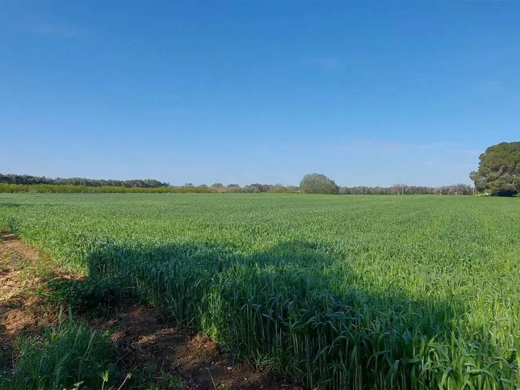 Terreno a Mesagne - Foto 2