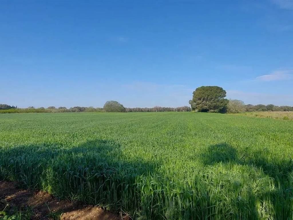 Terreno a Mesagne - Foto 3