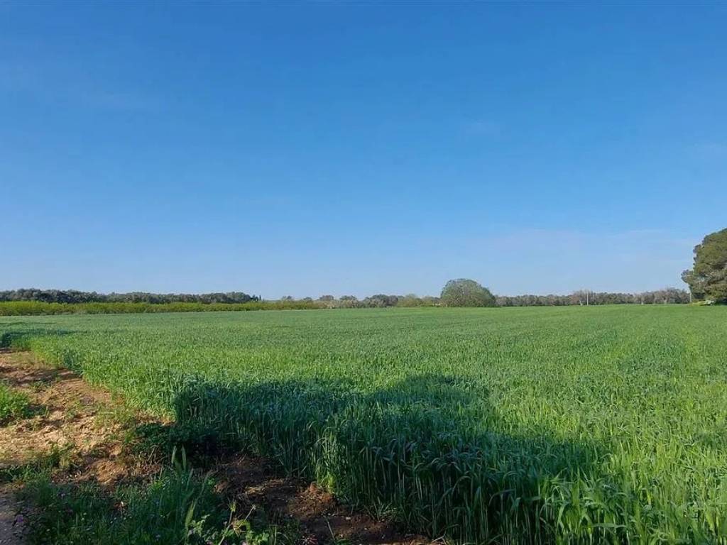 Terreno a Mesagne - Foto 4