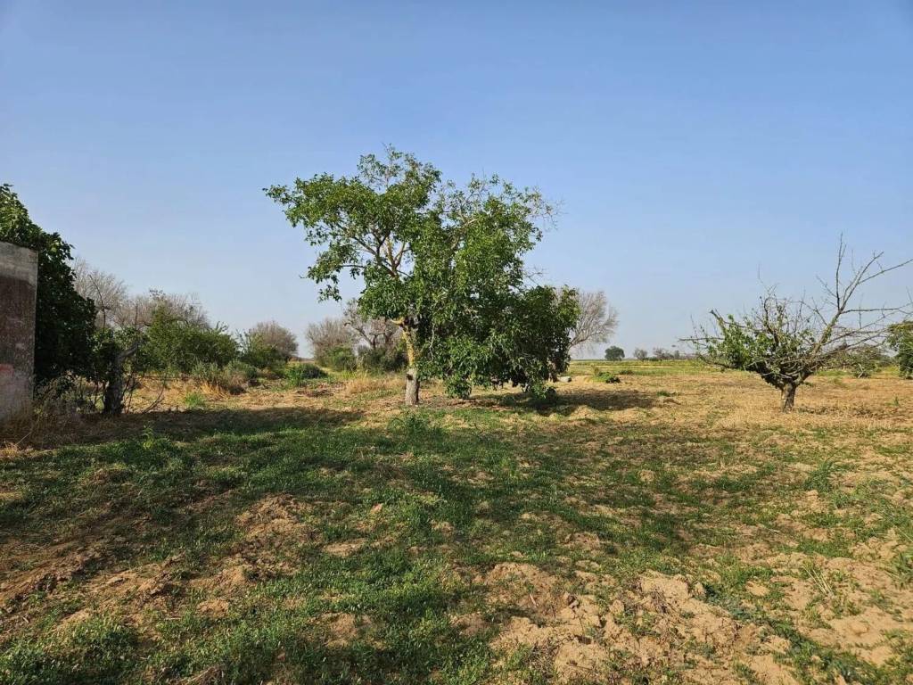 Terreno a Mesagne - Foto 2