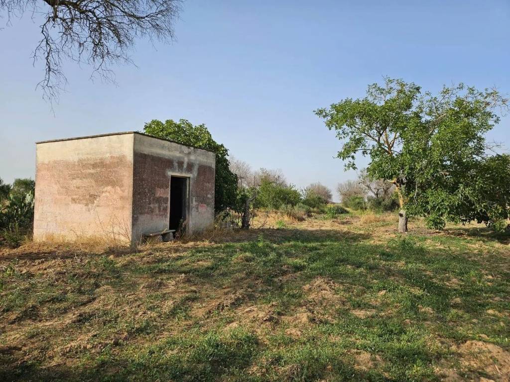 Terreno a Mesagne - Foto 3