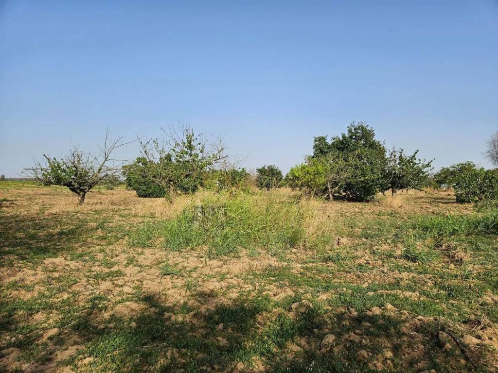 Terreno a Mesagne - Foto 4