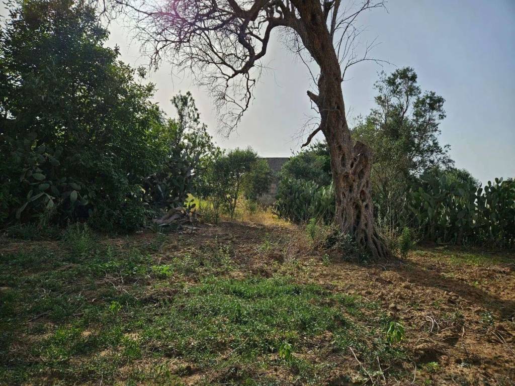 Terreno a Mesagne - Foto 5