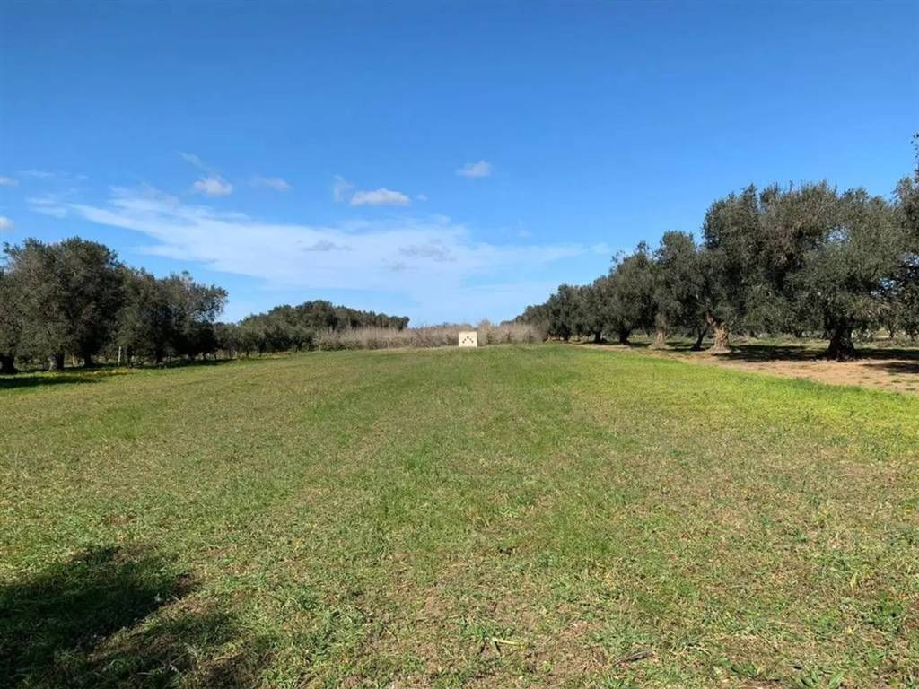 Terreno a Mesagne - Foto 2