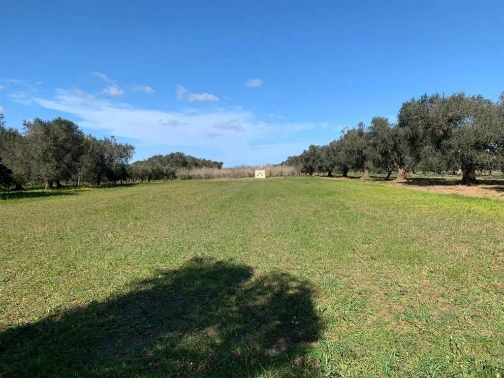 Terreno a Mesagne - Foto 3