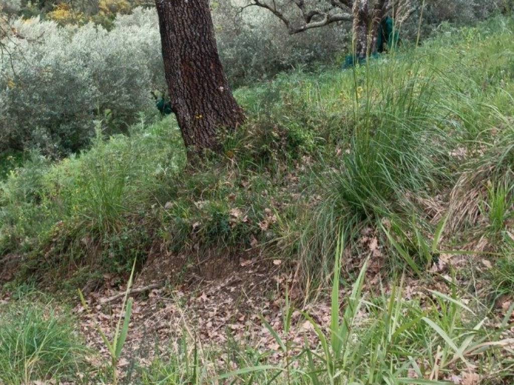 Terreno a Ascea in Via Salice - Foto 2