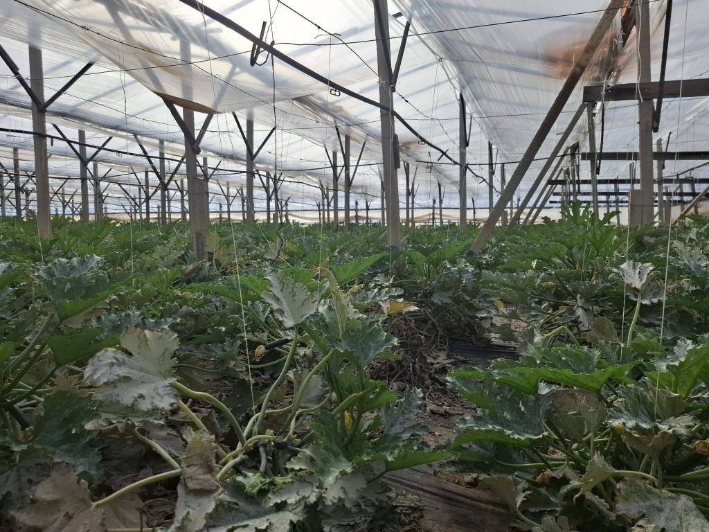 Terreno a Vittoria in SP68 - Foto 5