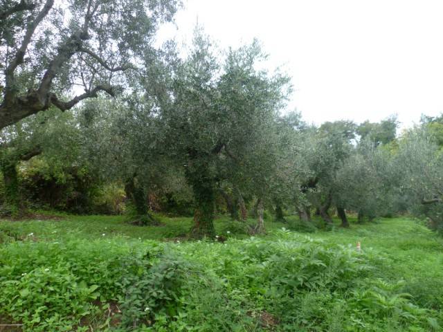 Terreno a Mozzagrogna in Via del Boschetto - Foto 2