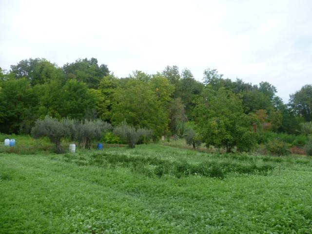 Terreno a Mozzagrogna in Via del Boschetto - Foto 5