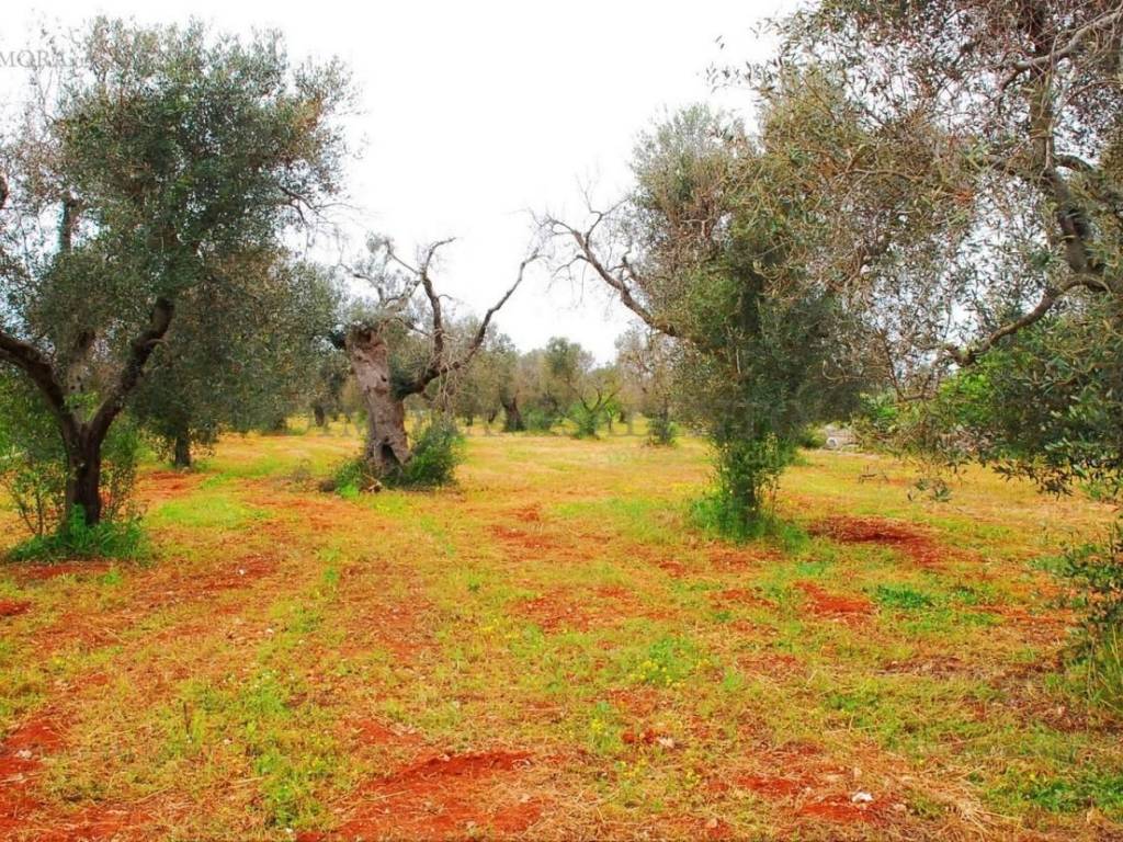 Villa a Salve in VIA DELLA GINESTRA - Foto 4