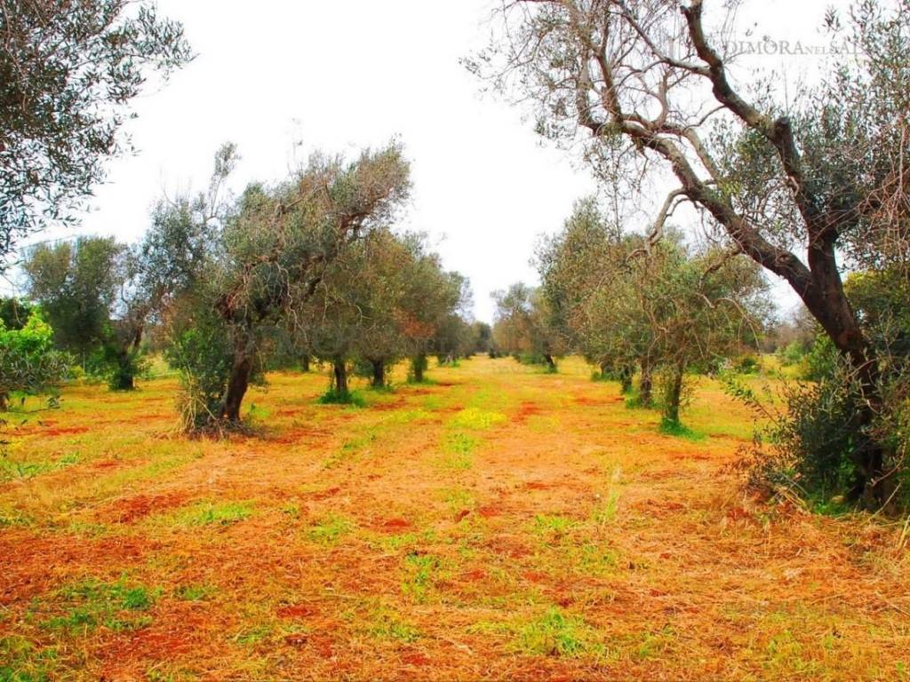 Villa a Salve in VIA DELLA GINESTRA - Foto 5